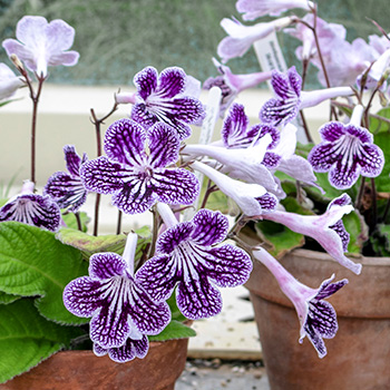 Стрептокарпус