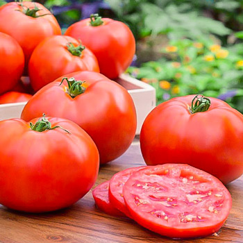 Томат индетерминантный (высокорослый)