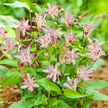 Трициртис (садовая орхидея)