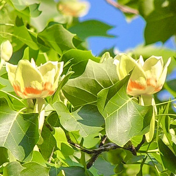 Тюльпанное дерево