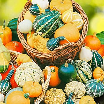 Тыква декоративная