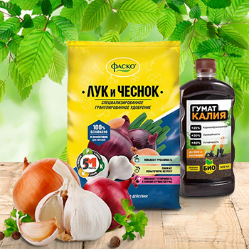 Удобрения для лука, чеснока