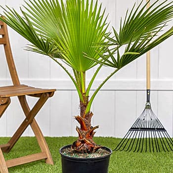 Вашингтония