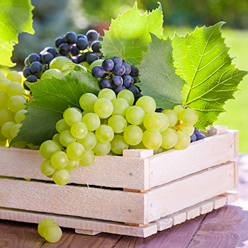 Виноград