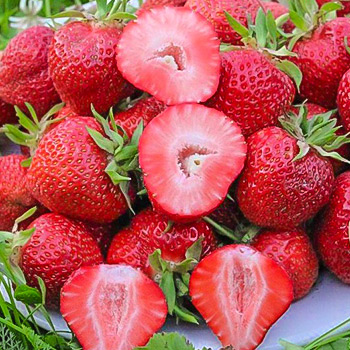 Земклуника