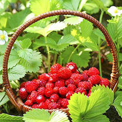 Земляника безусая