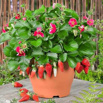 Земляника ремонтантная