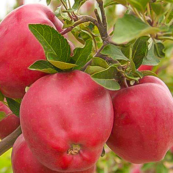 Яблоня зимние сорта