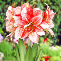 Амариллис (гиппеаструм) махровый Дабл Рекорд изображение 1 артикул 76163