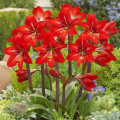 Амариллис (гиппеаструм) Ред Фаер изображение 1 артикул 67082