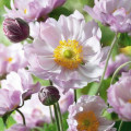 Анемона японская Королева Шарлотта артикул фото 2 Анемона японская Королева Шарлотта изображение 2 артикул 67088