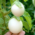 Баклажан Бэйби Уайт F1 артикул фото 2 Баклажан Бэйби Уайт F1 изображение 2 артикул 65261