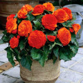 Бегония махровая Оранж изображение 2 артикул 76381