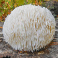 Ежовик гребенчатый изображение 2 артикул 9778