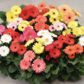 Гербера Фестиваль мини, смесь окрасок изображение 2 артикул 65829