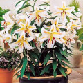 Лилия восточная горшечная Гарден Пати изображение 1 артикул 68942