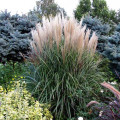 Мискантус Гроссе Фонтане изображение 1 артикул 7240