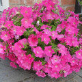 Петуния каскадная Рамблин ярко-розовая F1, семена изображение 3 артикул 65870