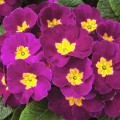Примула Биколор Титания F1, семена изображение 2 артикул 65892