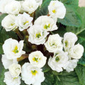 Примула махровая Розанна белая F1 изображение 2 артикул 65898