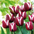 Тюльпан Триумф Александр Пушкин изображение 2 артикул 67683