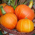 Тыква Праздничный десерт F1, семена изображение 1 артикул 65366
