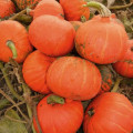 Тыква Праздничный десерт F1, семена изображение 2 артикул 65366
