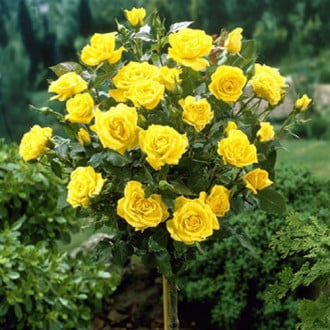 Роза штамбовая желтая изображение 3