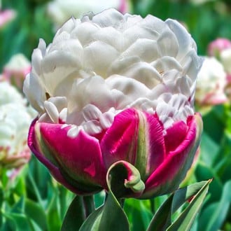 Тюльпан махровый Дабл Полар изображение 4