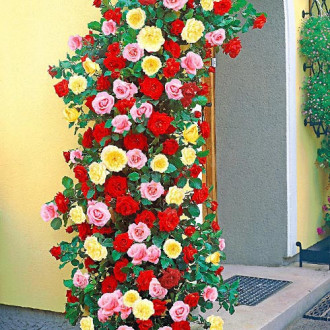 Комплект плетистых роз Триколор из 3 сортов изображение 2