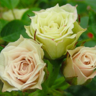 Роза спрей Грин Даймонд изображение 3