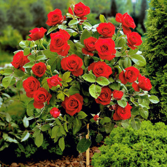 Роза штамбовая красная изображение 2