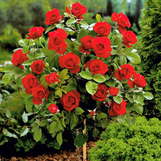 Роза штамбовая красная изображение 4