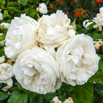 Роза чайно-гибридная Вайт Квин Элизабет изображение 5