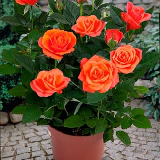 Роза патио Оранж Стар изображение 1