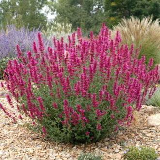 Многоколосник Самме Лав