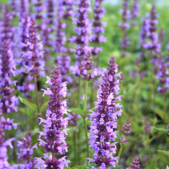 Многоколосник Самме Скай