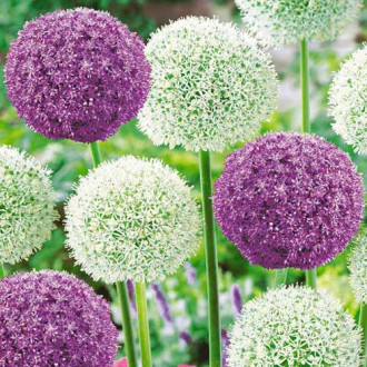 Суперпредложение! Аллиум Гигантский, микс из 2-х луковиц изображение 11
