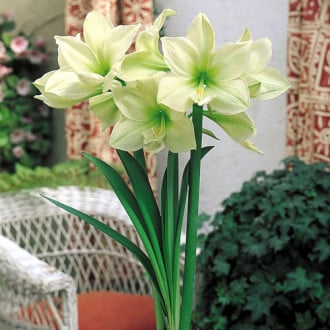 Амариллис Лимон Лайм