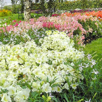 Антирринум Ла Белле F1, смесь окрасок изображение 12