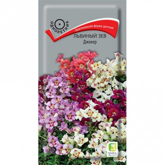 Антирринум (львиный зев) Джокер, смесь окрасок Поиск изображение 18