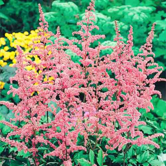 Астильба Арендса Каттлея изображение 13