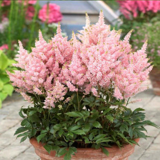 Астильба Лилипут изображение 10