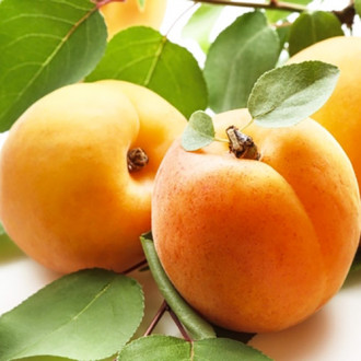 Абрикос Голд Рич изображение 8
