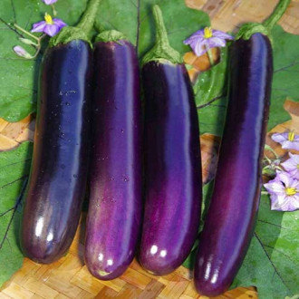 Баклажан Длинный фиолетовый Седек изображение 1