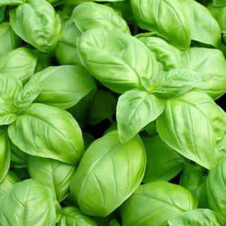 Базилик Крупнолистный изображение 15