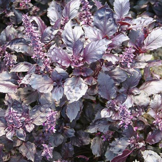 Базилик Раджа фиолетовый Premium Seeds изображение 1
