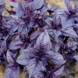 Базилик Зорро фиолетовый Premium Seeds изображение 3