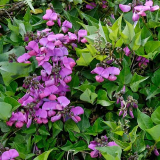 Бобы гиацинтовые (долихос) Фиолетовые гирлянды Аэлита изображение 3