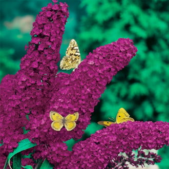 Буддлея Фиолетовый принц изображение 4